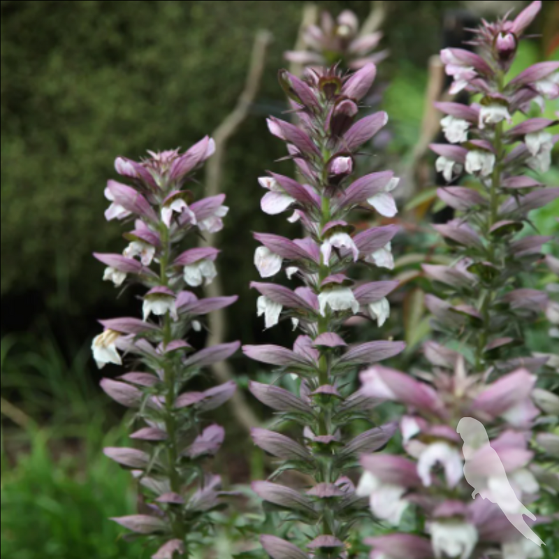 Acanthus Spinosus