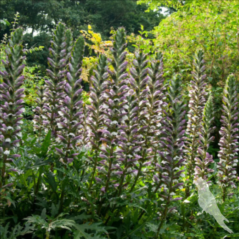 Acanthus Spinosus