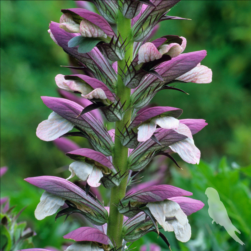 Acanthus Spinosus