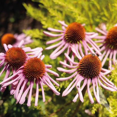 Echinacea