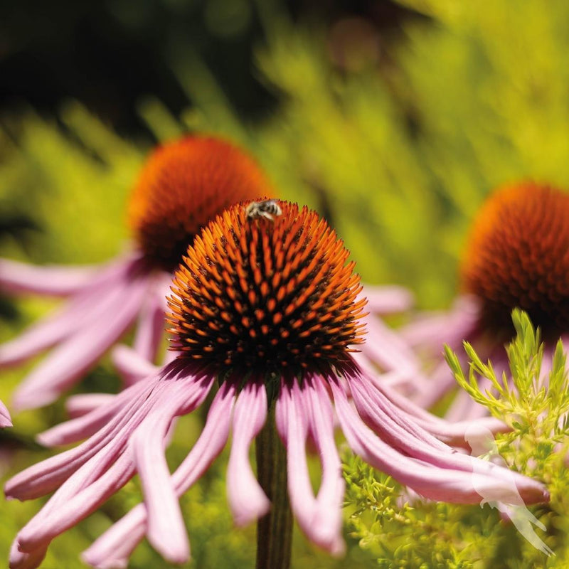 Echinacea