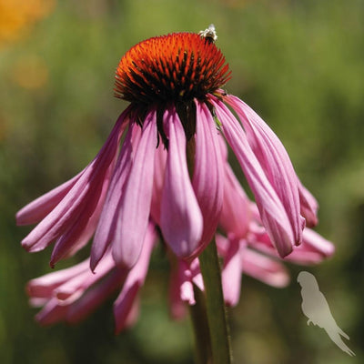 Echinacea