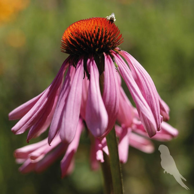 Echinacea