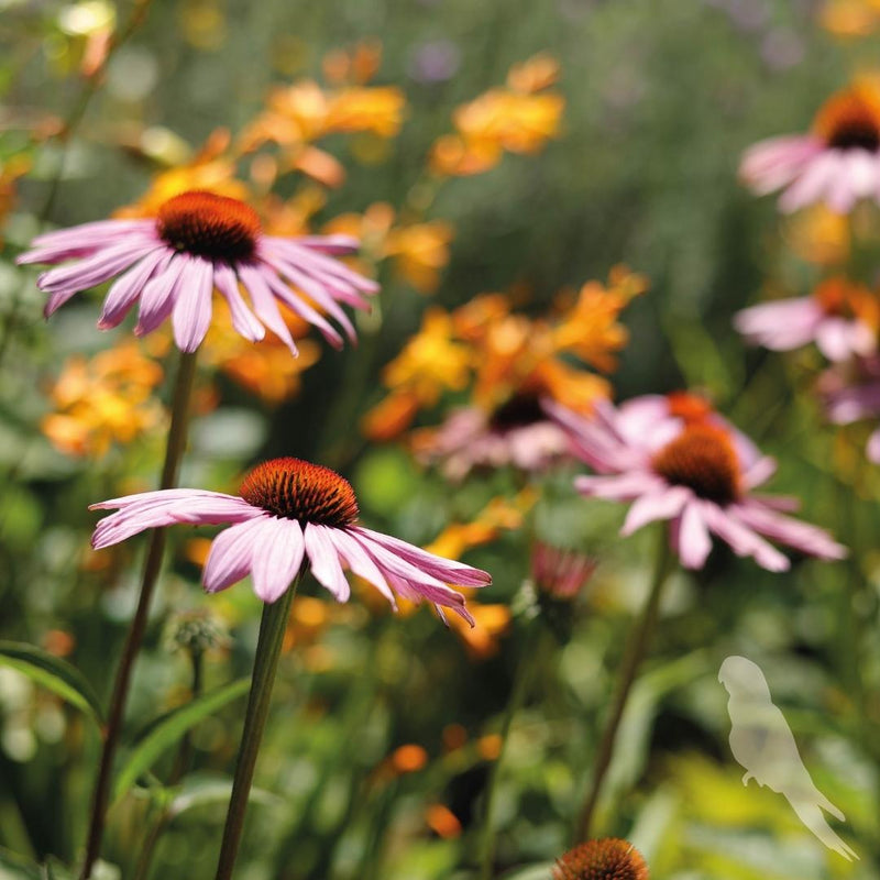 Echinacea