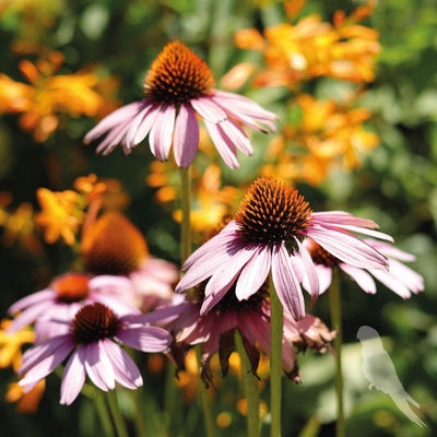 Echinacea