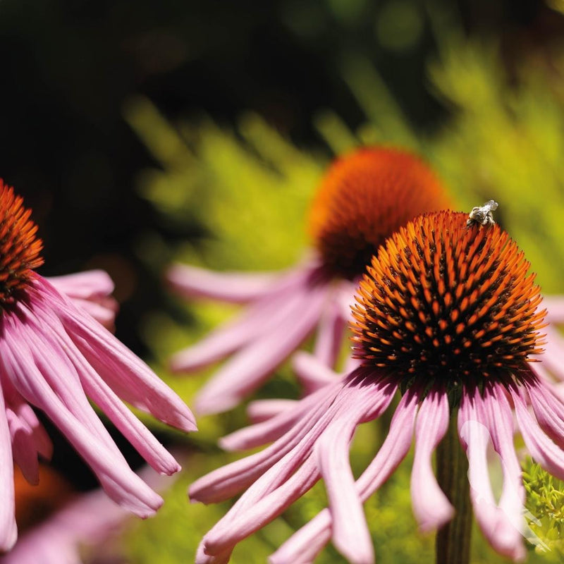 Echinacea