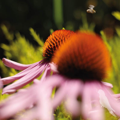 Echinacea