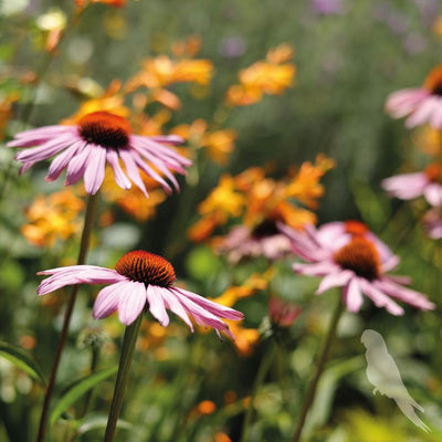 Echinacea