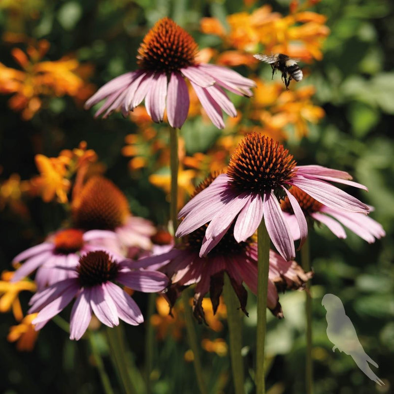 Echinacea