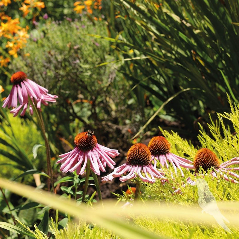 Echinacea