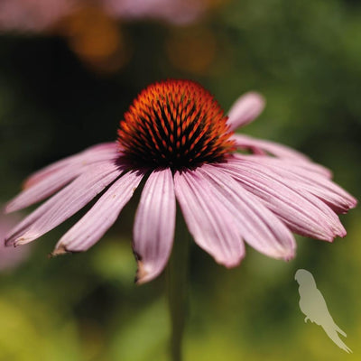 Echinacea