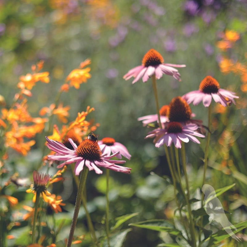 Echinacea