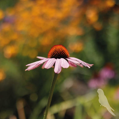 Echinacea