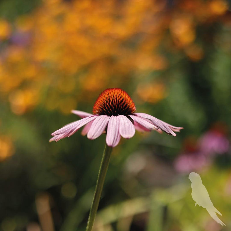 Echinacea