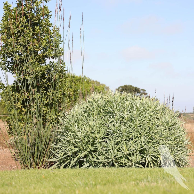 Echium Candicans