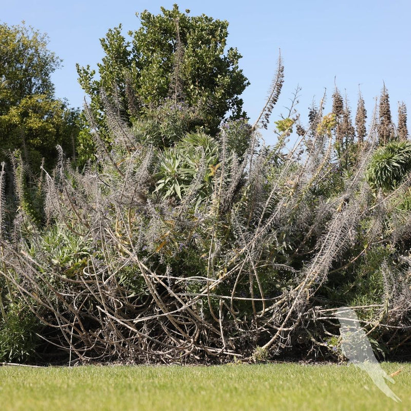 Echium Candicans