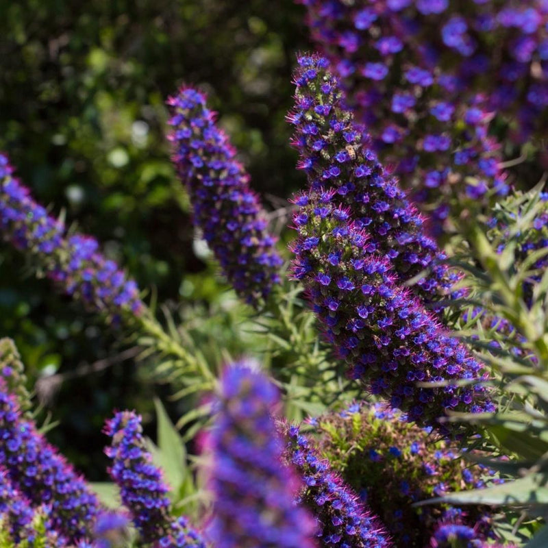 Echium Candicans