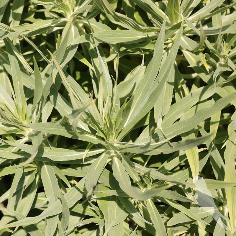 Echium Candicans