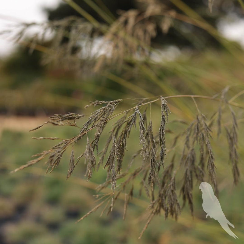 Eragrostis Spp