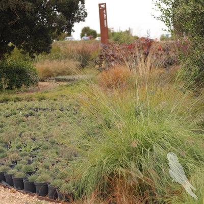 Eragrostis Spp