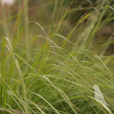 Eragrostis Spp