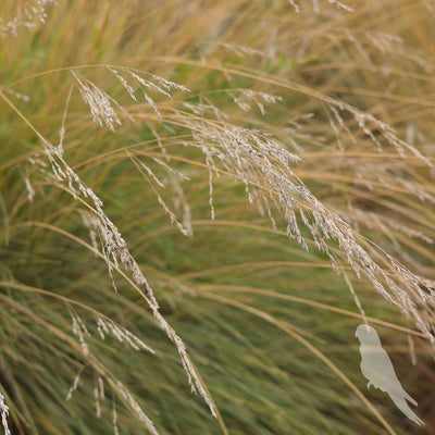 Eragrostis Spp