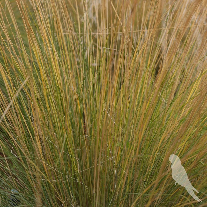 Eragrostis Spp