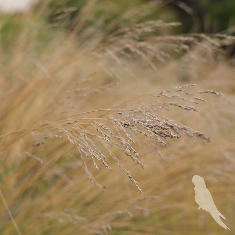 Eragrostis Spp