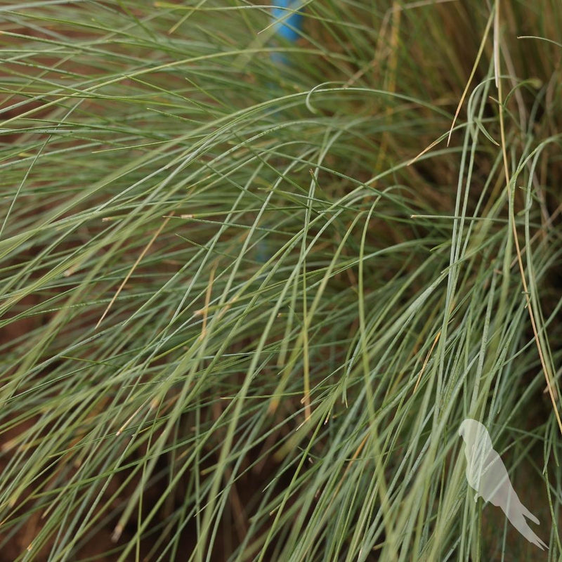 Eragrostis Spp