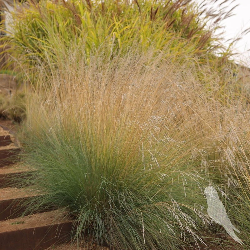 Eragrostis Spp