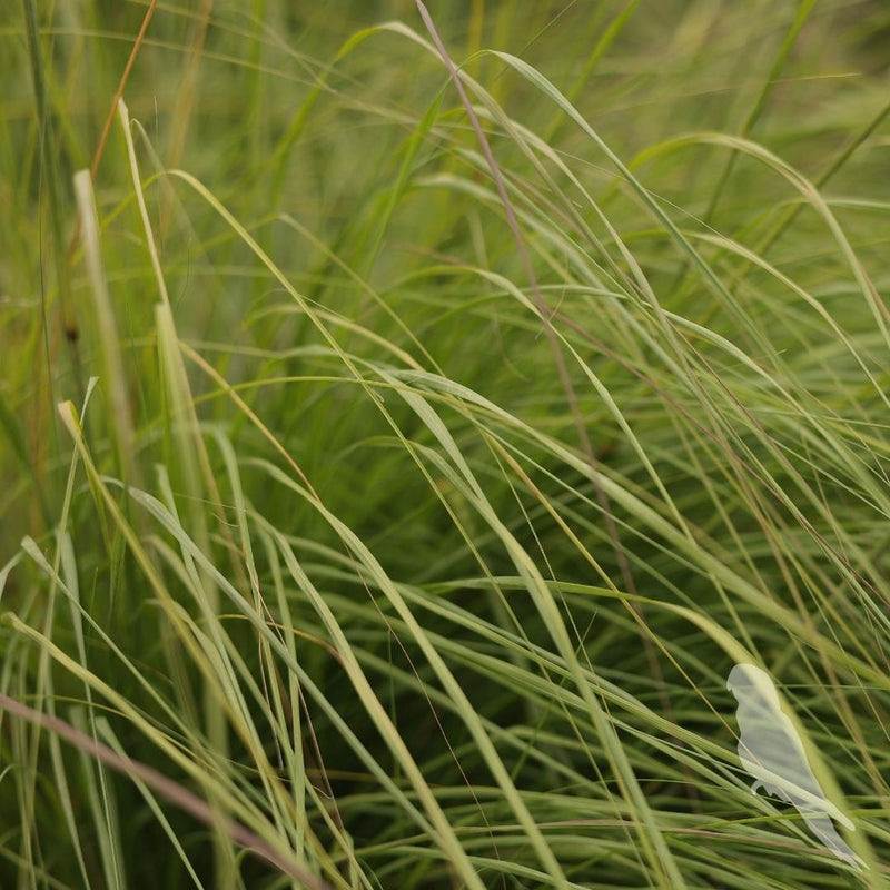 Eragrostis Spp