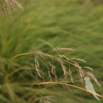 Eragrostis Spp