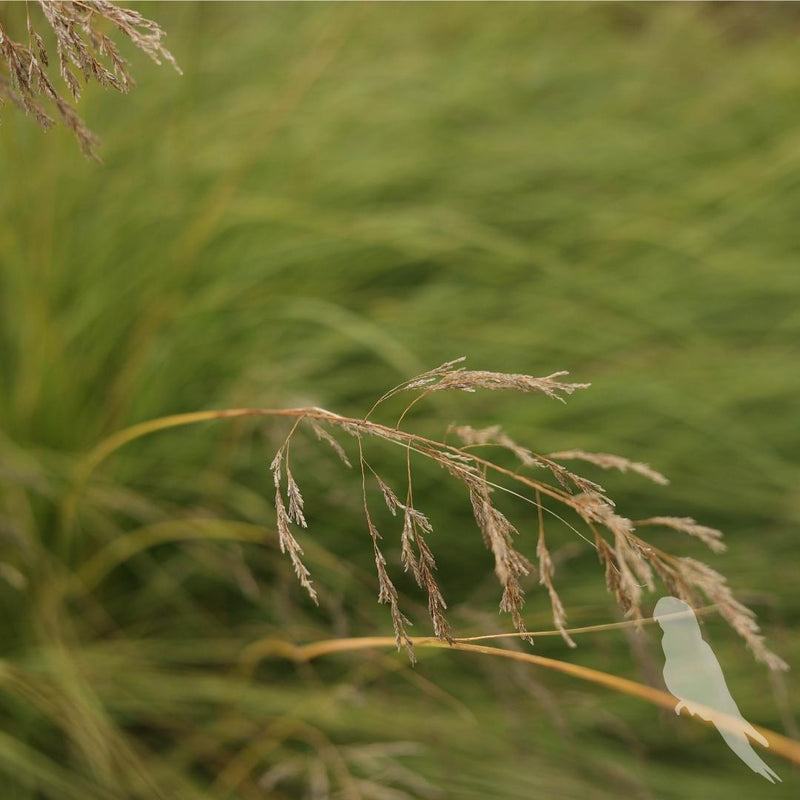 Eragrostis Spp