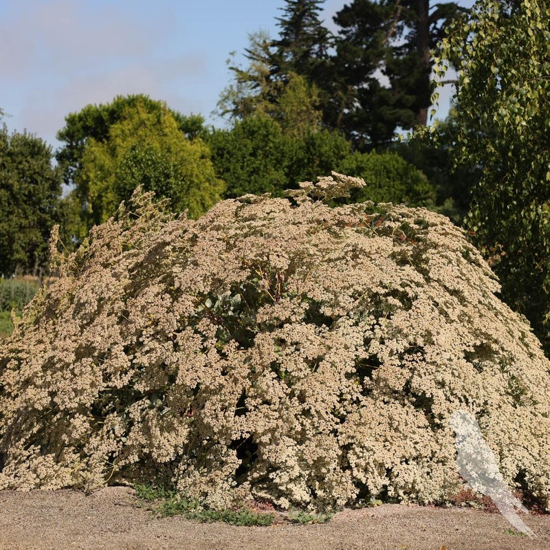 Eriogonum Arborescens