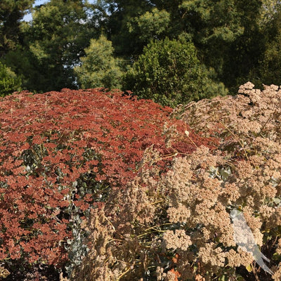 Eriogonum Arborescens