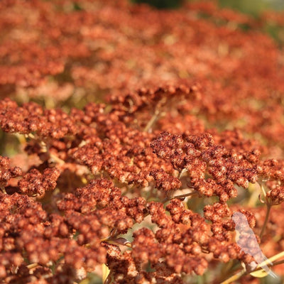 Eriogonum Arborescens