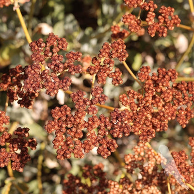 Eriogonum Arborescens