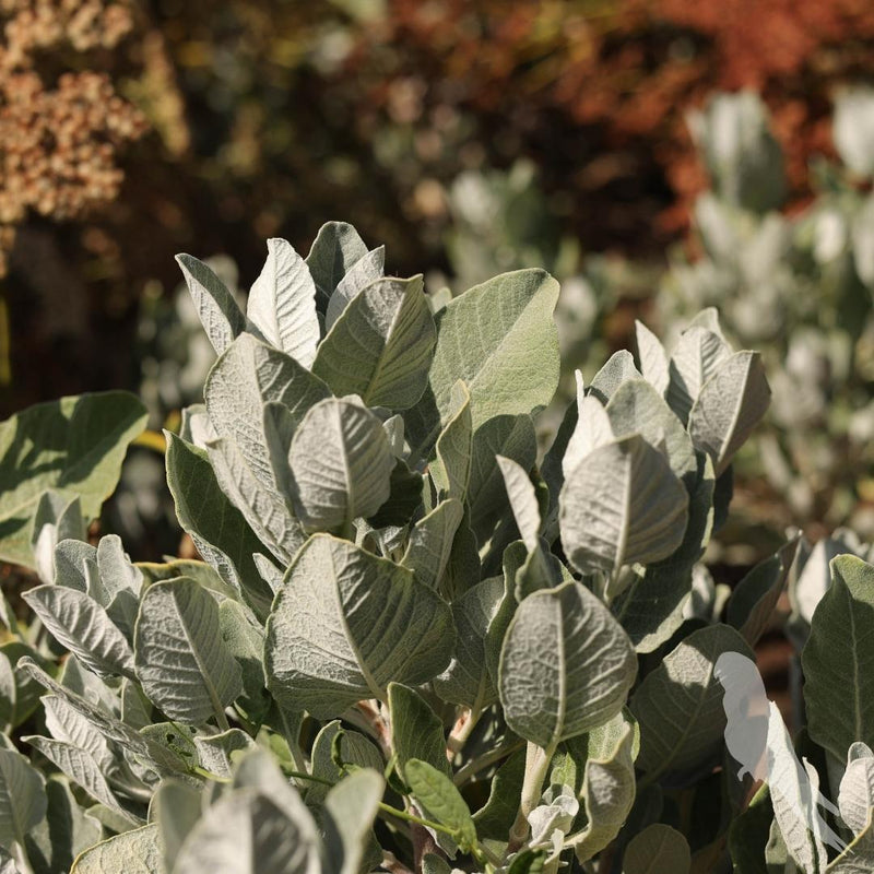 Eriogonum Arborescens