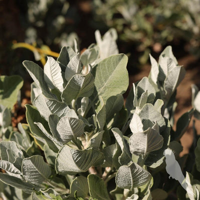 Eriogonum Arborescens