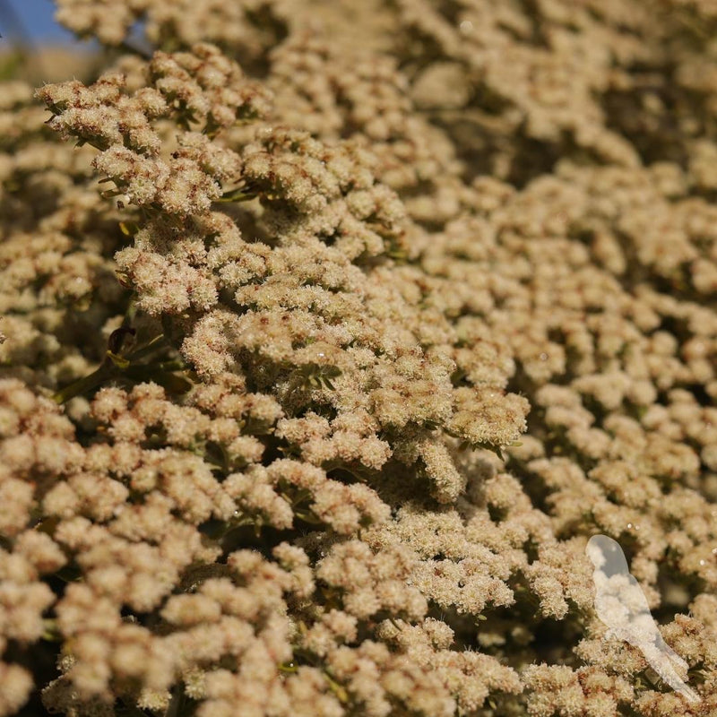 Eriogonum Arborescens