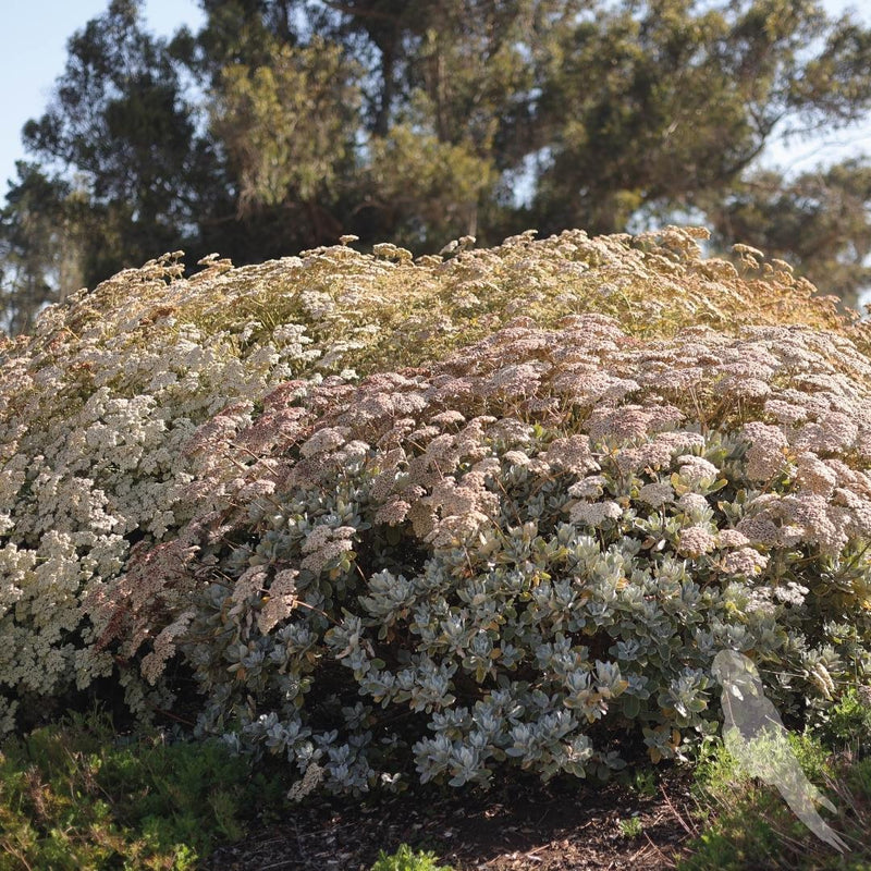 Eriogonum Arborescens