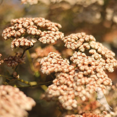 Eriogonum Arborescens