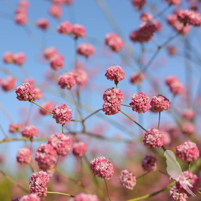 Eriogonum Rubescens