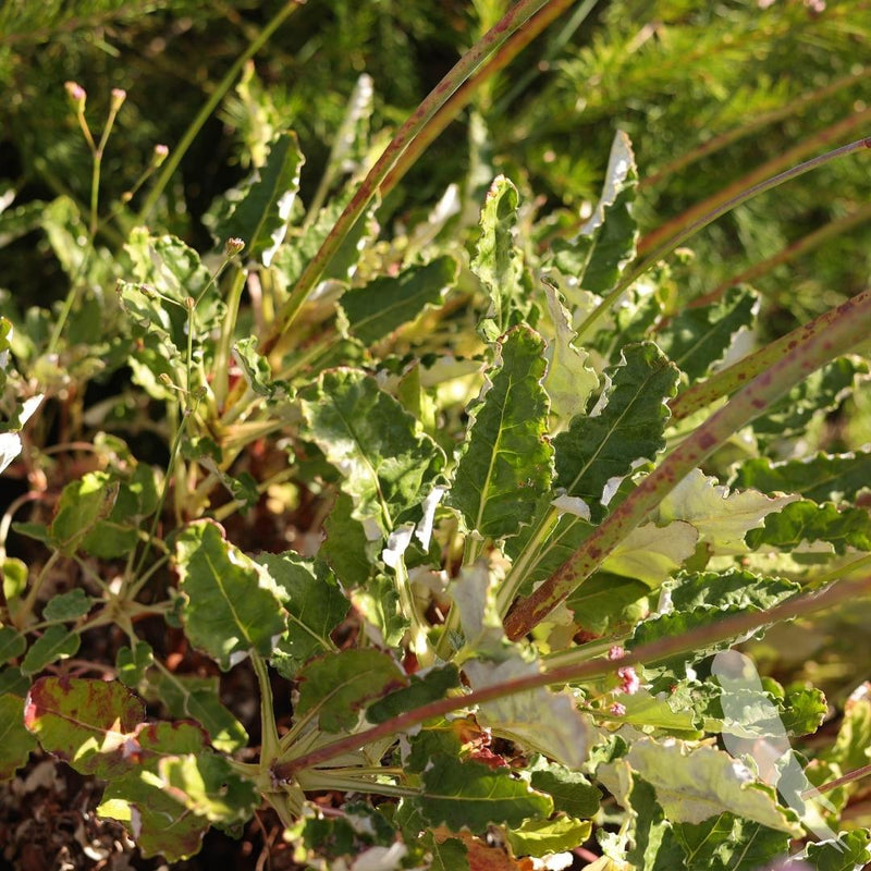 Eriogonum Rubescens