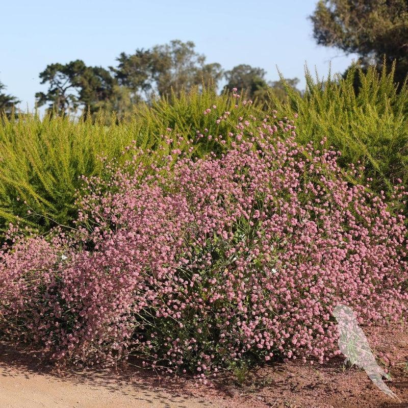 Eriogonum Rubescens