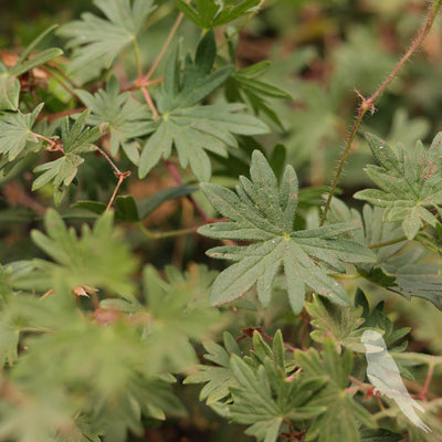 Erodium Reichardi