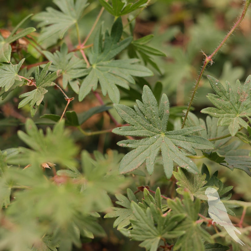 Erodium Reichardi