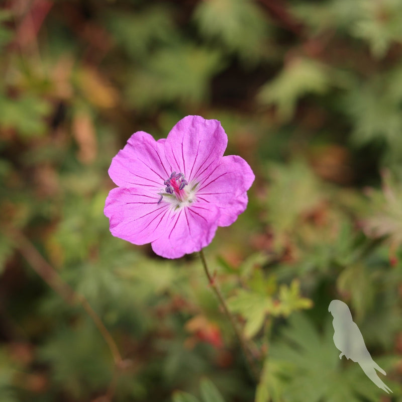 Erodium Reichardi