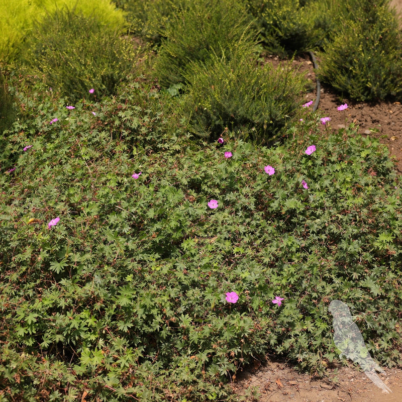 Erodium Reichardi