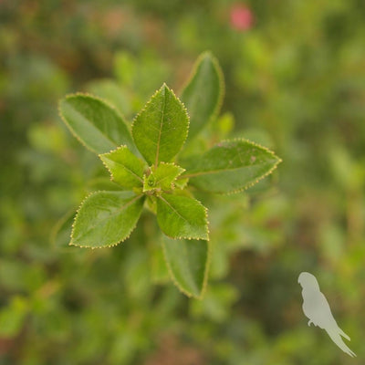 Escalonia Rubra